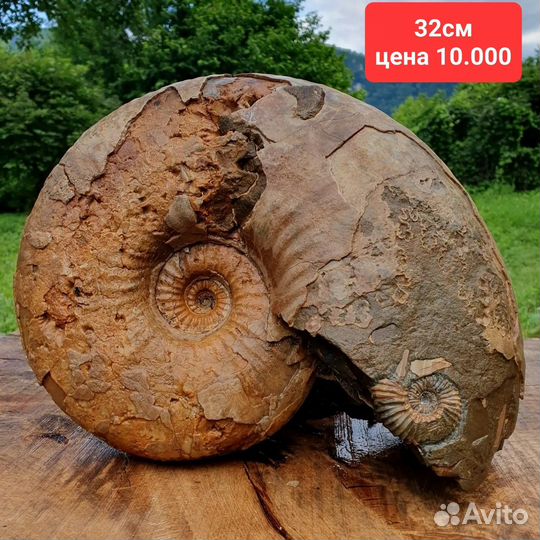 Аммонит, аммониты, окаменелости