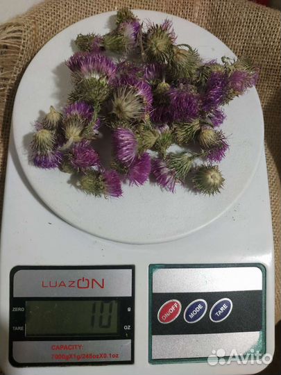 Цветы чертополоха