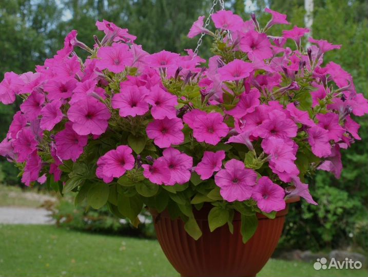 Петуния Шок Вейв, Изи Вейв