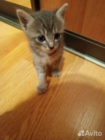 Кошки в добрые руки бесплатно