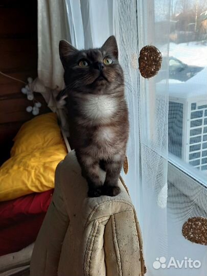 Кошка в дар