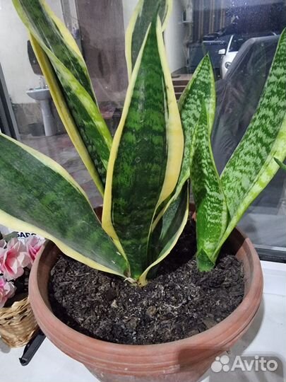 Сансевиерия