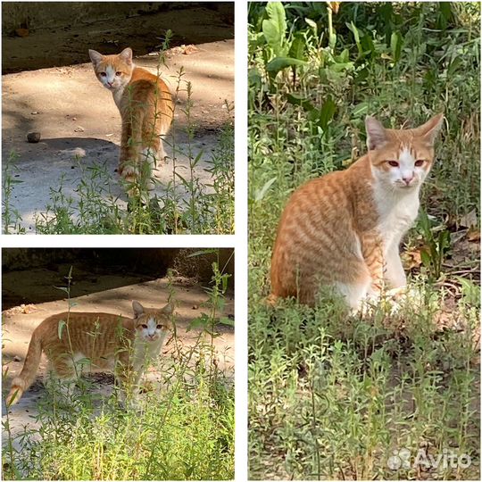 Котенок мальчик