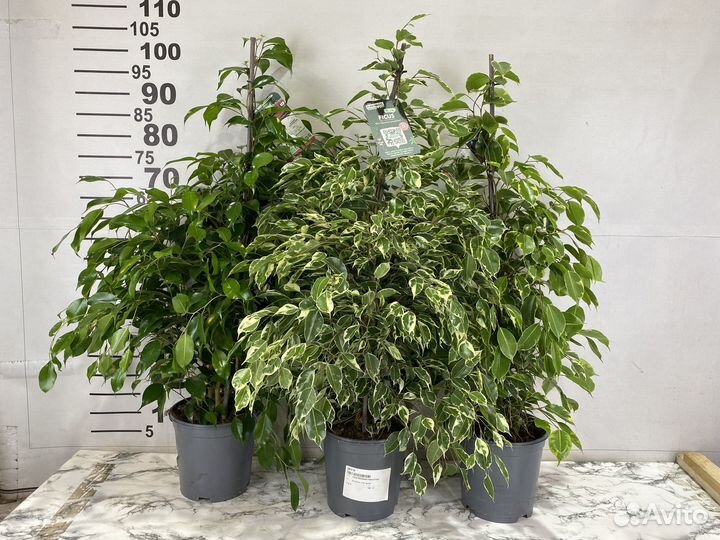 Фикусы в ассортименте, в наличии