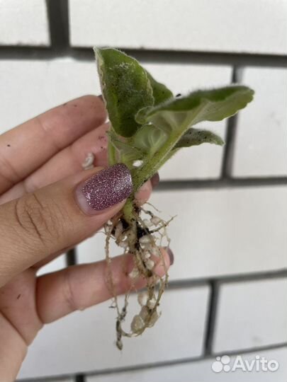 Фиалка сортовая Школьный вальс