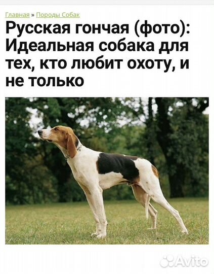 Русская пегая гончая