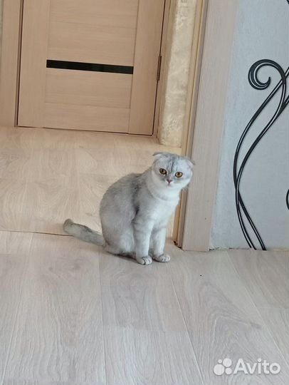 Шотландская вислоухая кошка бесплатно