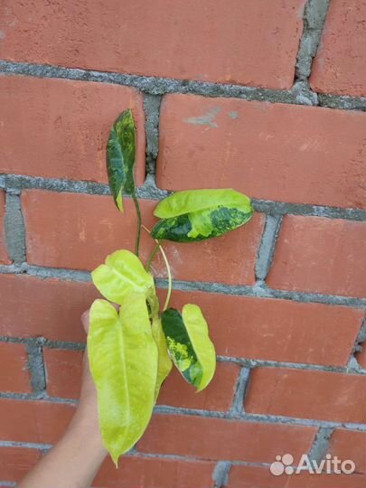 Филодендроны