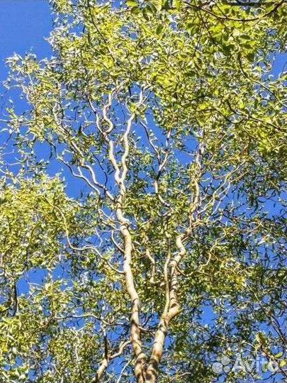 Ива извилистая, кучерявая, ива матсуды