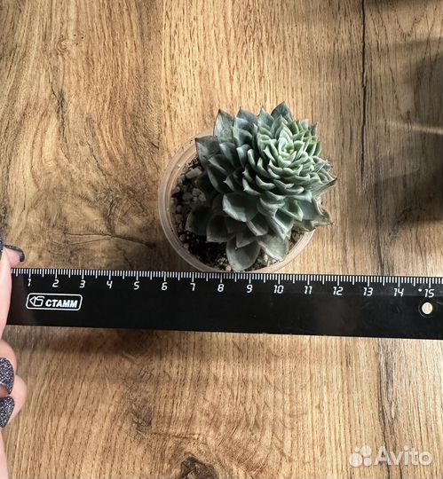 Суккуленты