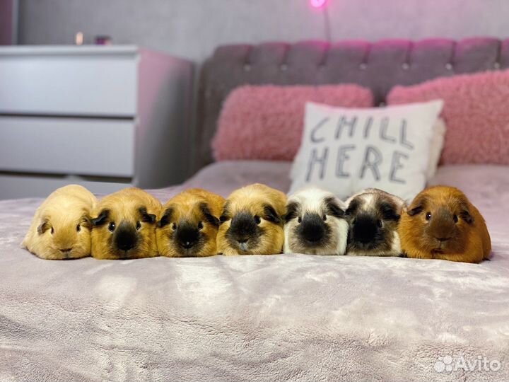 Морские свинки англ. селфы и калифорния, клетки