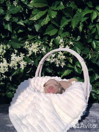 Американские булочки