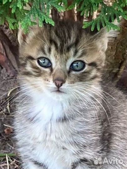 Котенок мальчик полосатик