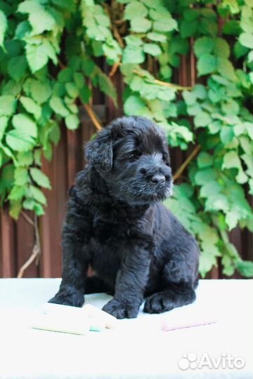 Щенок ризеншнауцера