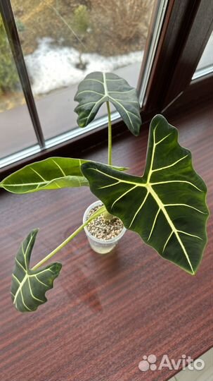 Алоказии Мишольца, Чантриери, Венуста, Лакиван