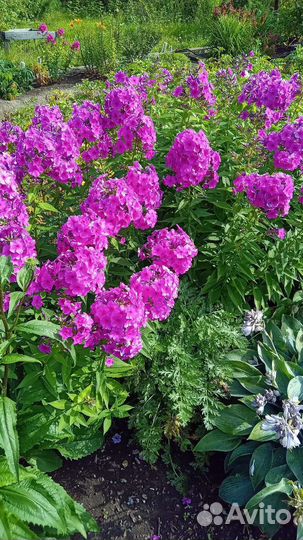 Многолетние садовые цветы