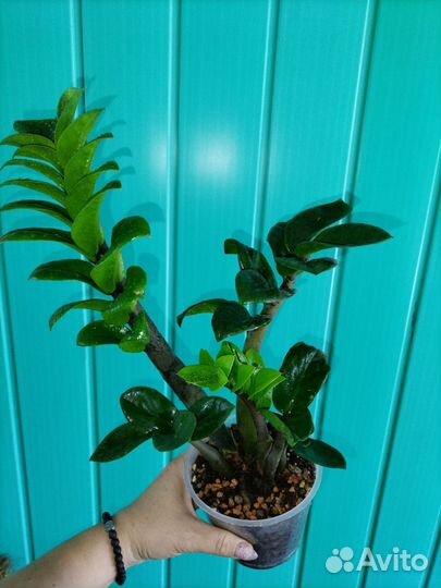 Комнатные цветы