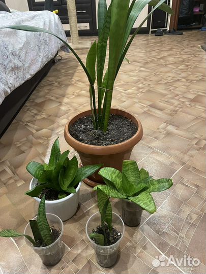 Сансевиерия