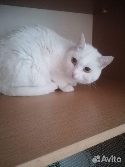 Кошка ищет дом