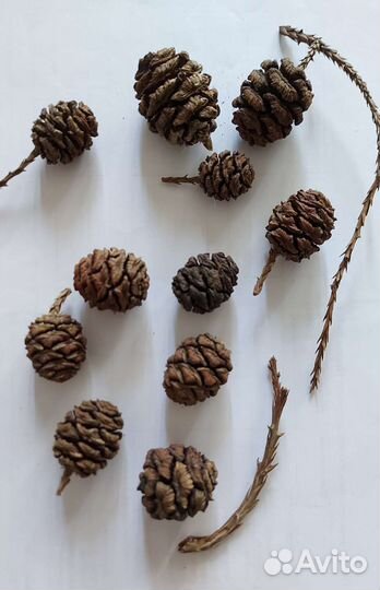 Шишки секвойи, шишки лиственницы