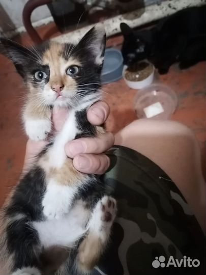 Котята