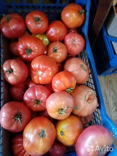 Помидоры домашние