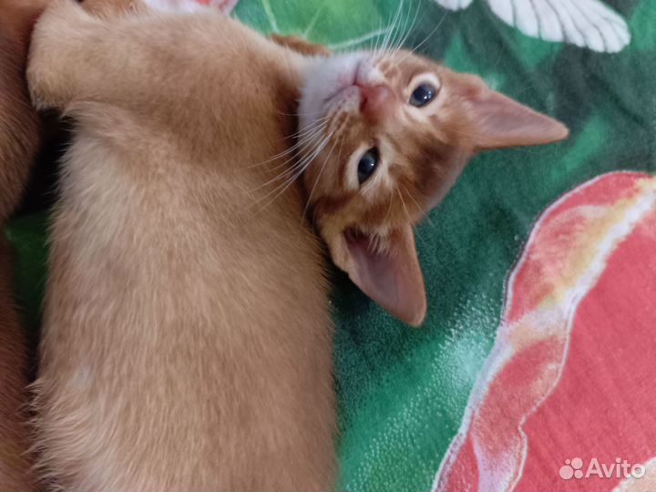 Абиссинская