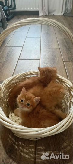 Котята в добрые руки бесплатно