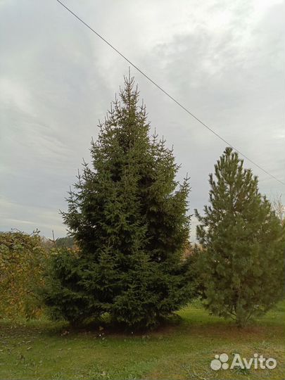 Ель обыкновенная, очень пышная