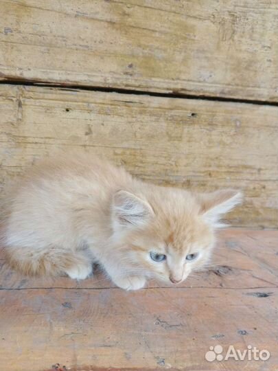 Кошка в дар