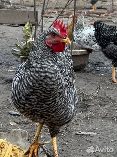 Молодые петухи