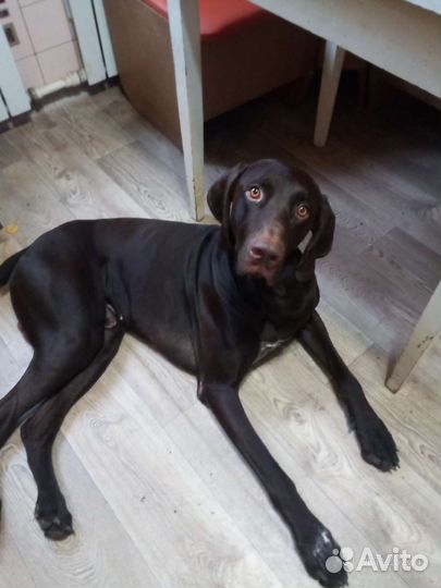 Курцхаар вязка