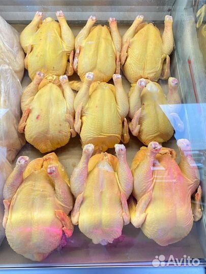 Куры домашние