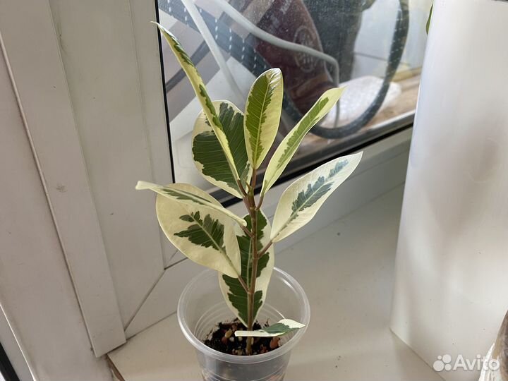 Фикус микрокарпа альбомаргината