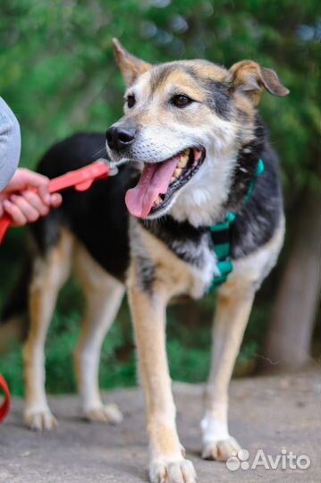 Собака в добрые руки