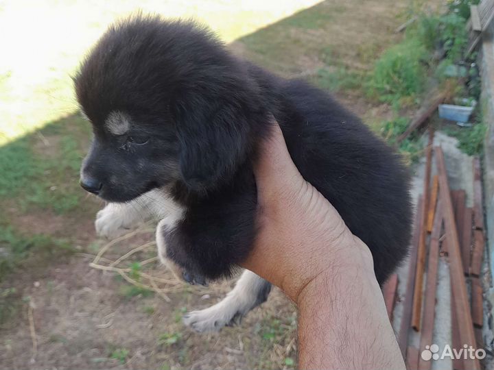 Отдам в хорошие руки самого ласкового щенка