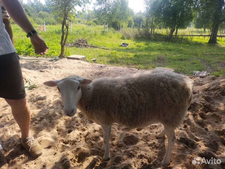 Бараны, овцы, ярки