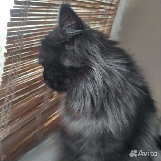 Шикарная кошечка