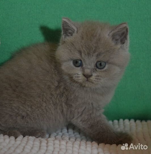 Лиловая британка