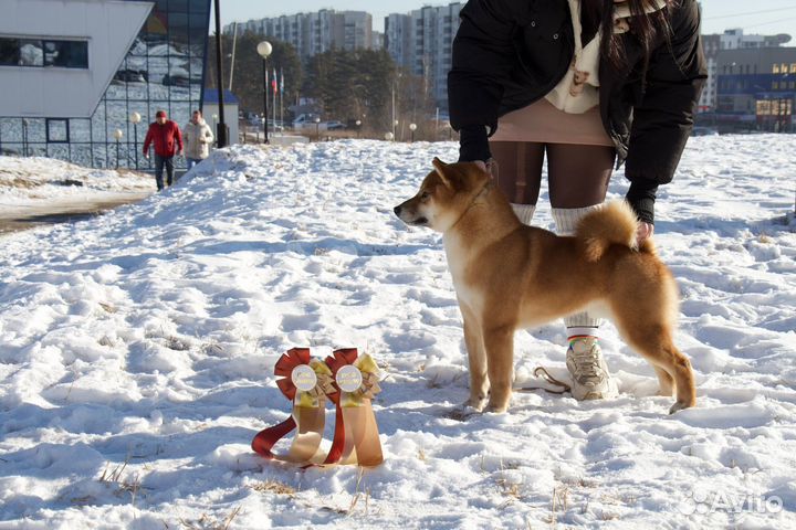 Сиба ину кобель для вязки