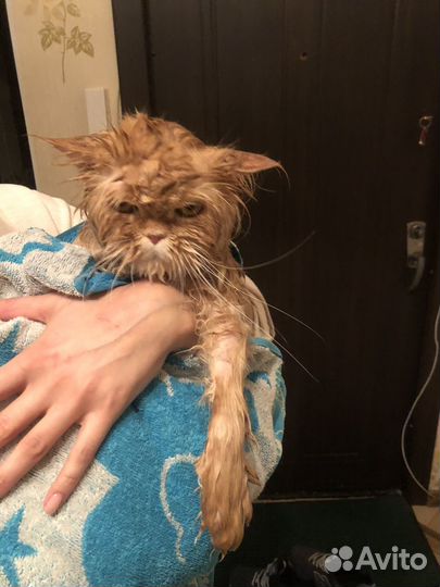 Котики бесплатно