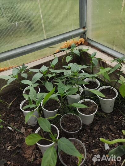 Рассада острого комнатного перца