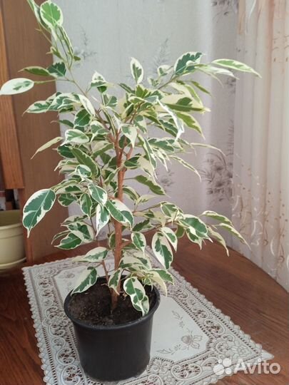 Фикус бенджамина