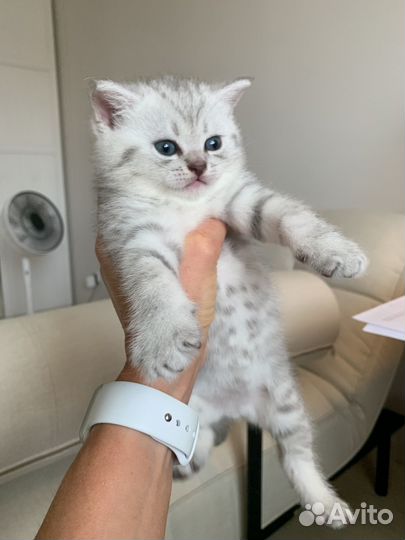 Британские серебристые котята