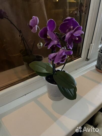 Продам Орхидея фаленопсис