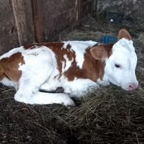 Купить недорого сельскохозяйственных животных 🐄 в Миасском