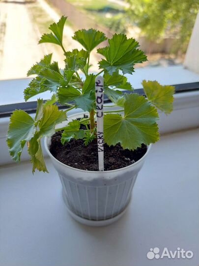 Пеларгония герань