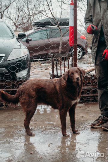 Метис лабрадора девочка бесплатно