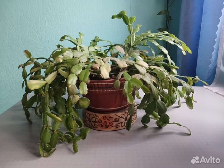 Декабрист зигокактус шлюмбергера