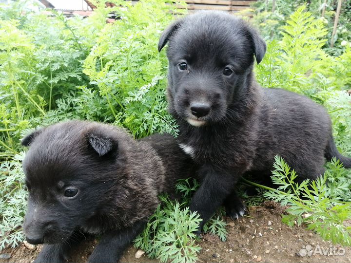 Щенки бесплатно